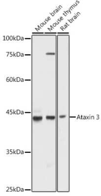 Western Blot: Ataxin-3 AntibodyAzide and BSA Free [NBP2-92853]